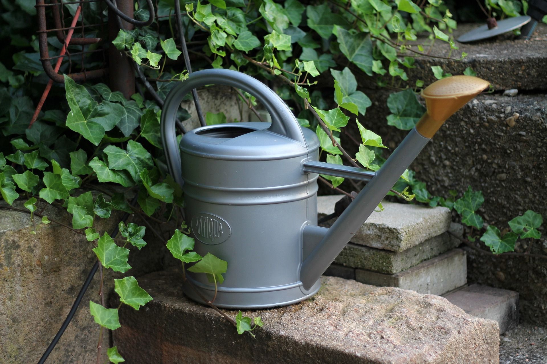 garden-5381529_1920.jpg